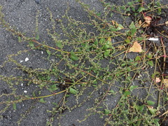 Atriplex glabriuscula