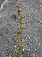 Atriplex glabriuscula