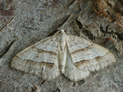 Perizoma parallelolineatum