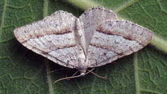 Perizoma parallelolineatum