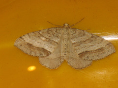 Perizoma parallelolineatum