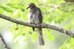 Hypsipetes amaurotis