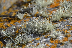 Ramalina cuspidata