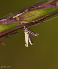 Andropogon distachyos