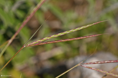 Andropogon distachyos