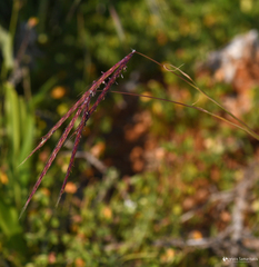 Andropogon distachyos