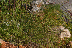 Andropogon distachyos