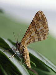 Narraga fasciolaria