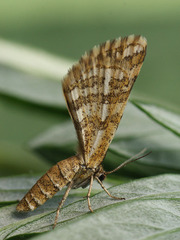 Narraga fasciolaria
