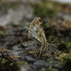 Narraga fasciolaria
