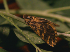 Narraga fasciolaria