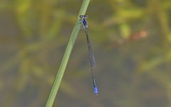 Aciagrion approximans