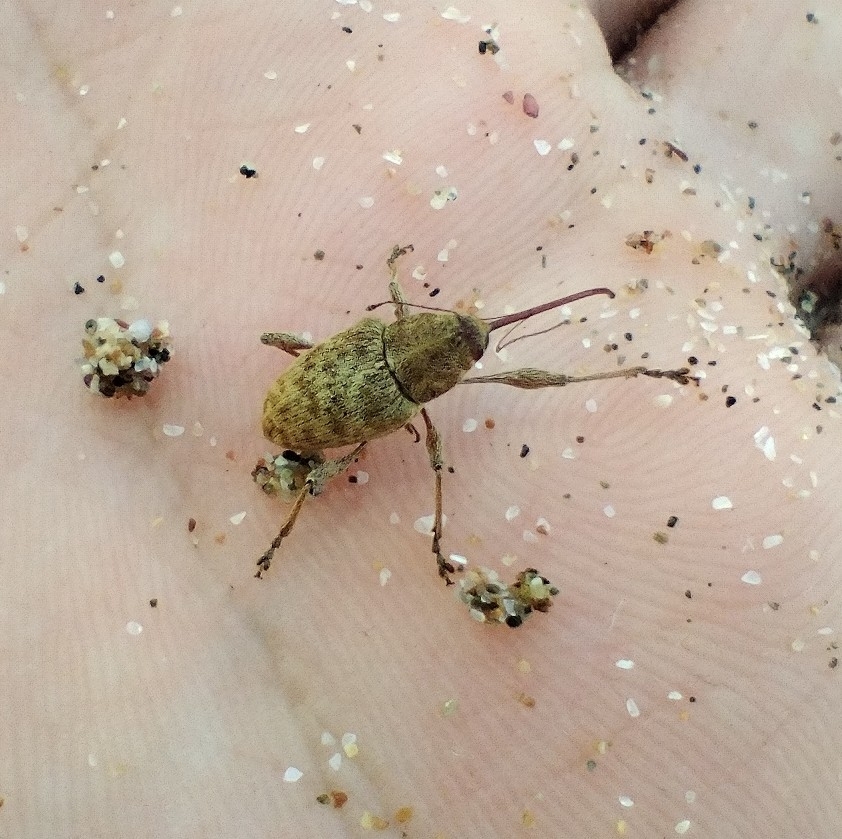 Curculio elephas J.C.Fabricius, 1781