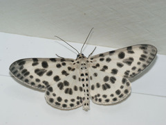 Antipercnia albinigrata