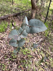 Eucalyptus leucoxylon connata