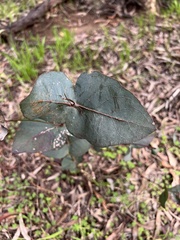 Eucalyptus leucoxylon connata