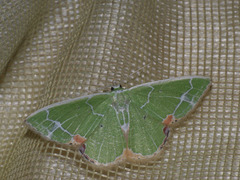 Comibaena nigromacularia
