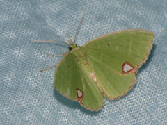 Comibaena procumbaria