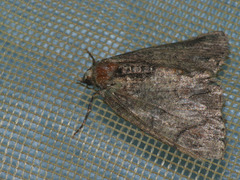 Dindica virescens