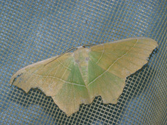 Geometra ussuriensis