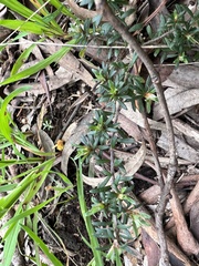 Pultenaea pedunculata