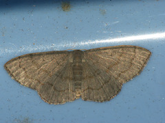 Idaea foedata