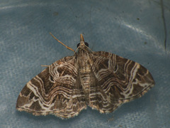 Lobogonodes multistriata