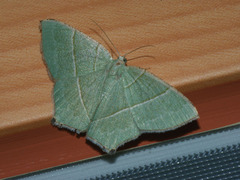 Neohipparchus vallata