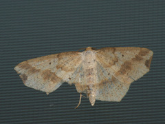 Pareclipsis gracilis