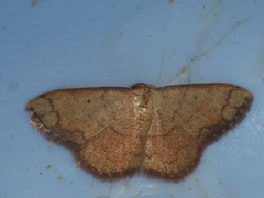 Pylargosceles steganioides