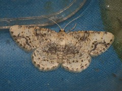 Stegania dalmataria