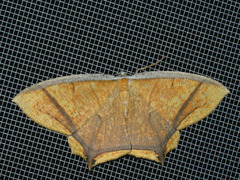 Thinopteryx crocoptera