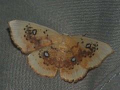 Cyclophora albiocellaria