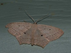 Scopula flaccidaria