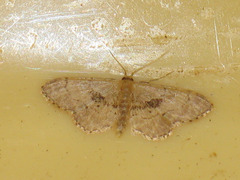 Idaea laevigata