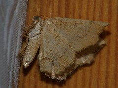 Eilicrinia trinotata