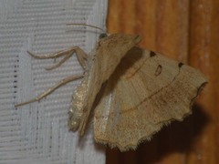 Eilicrinia trinotata