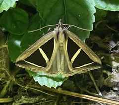 Parachalciope benitensis