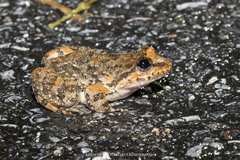 Limnonectes taylori