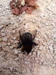 Bombus
