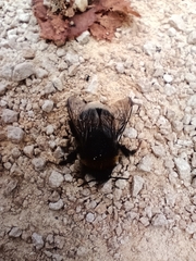 Bombus