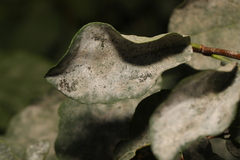 Erysiphe symphoricarpi