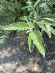 Elaeagnus angustifolia
