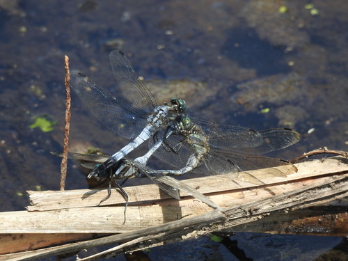 White-tailed Skimmer, photo 9 of 9