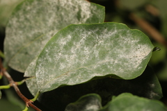 Erysiphe symphoricarpi