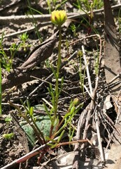 Brachyscome perpusilla