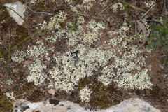 Xanthoparmelia semiviridis