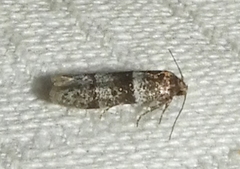 Blastobasis pulchella