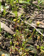 Brachyscome perpusilla