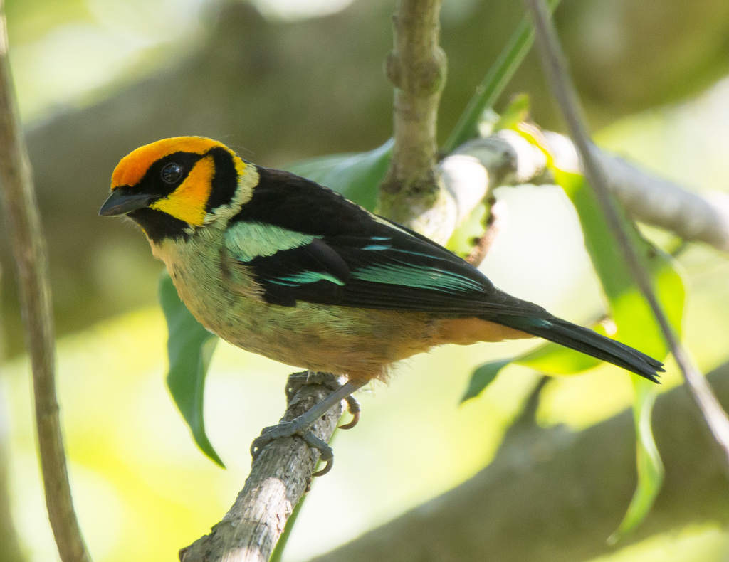 Flame-Faced Tanager